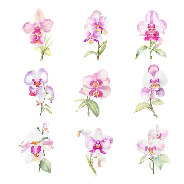 Set di orchidee rosa su sfondo bianco illustrazione vettoriale