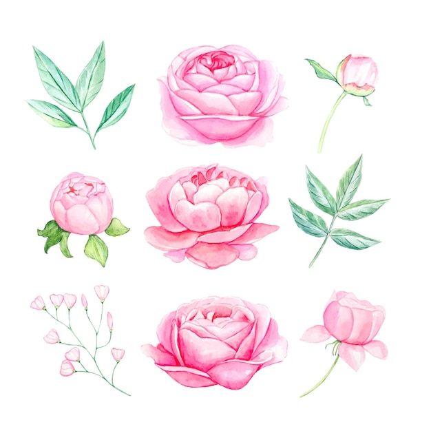 Vector set of pink peonieswatercolor