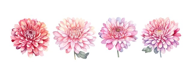 Set of pink peony flowers watercolor isolated on white background vector illustration