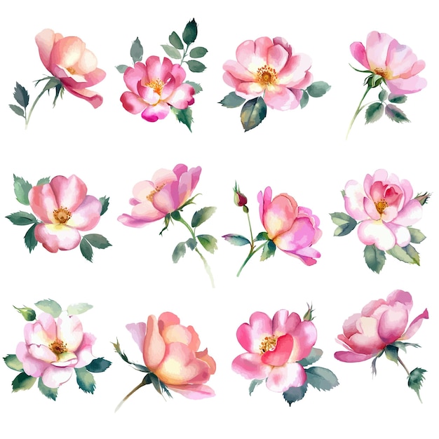 A set of pink roses on a white background.