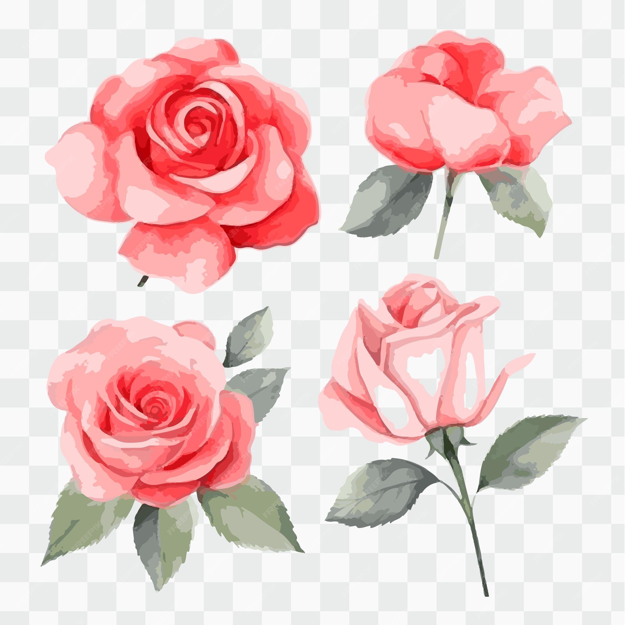 Premium Vector | A set of pink roses