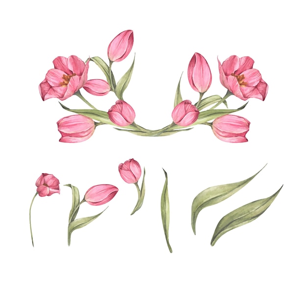 Vettore insieme dei tulipani e delle foglie rosa. mazzo di tulipani. composizione floreale. illustrazione dell'acquerello.