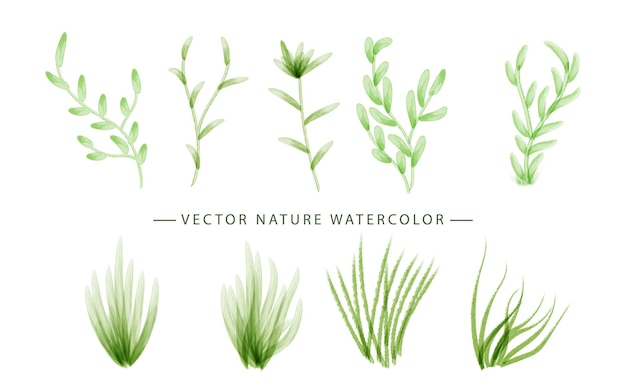 Vector set of plants watercolor