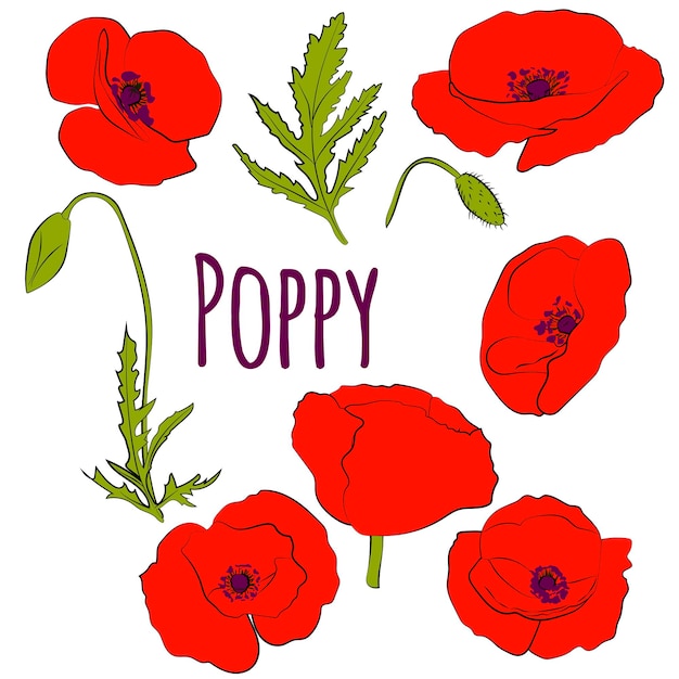 Set of poppies leaves and flowers Vector graphics