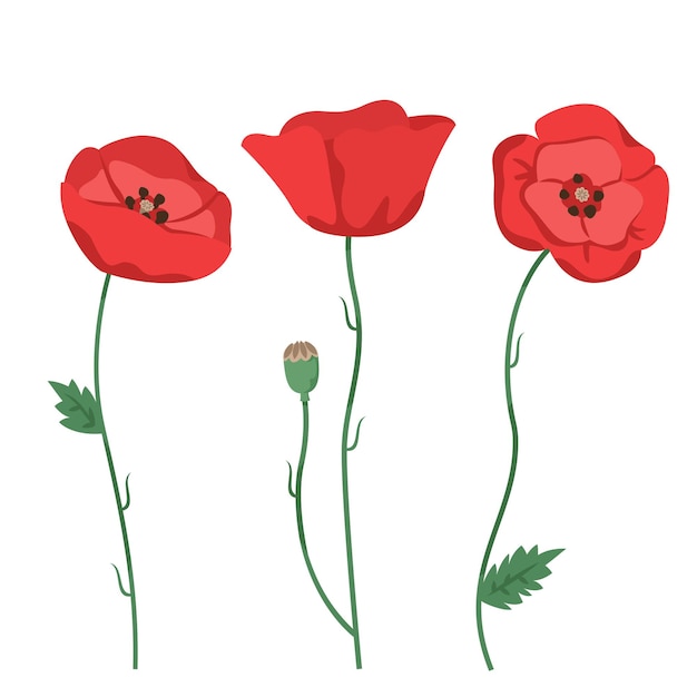 Vector set of poppies