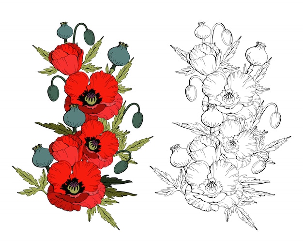 양 귀 비 꽃 붉은 양 귀 비와 흑백 사본 세트