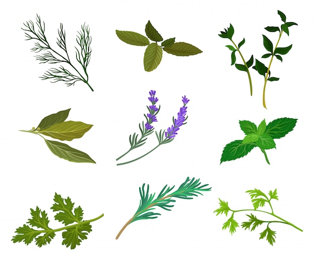 Set of popular culinary and medicinal herbs.