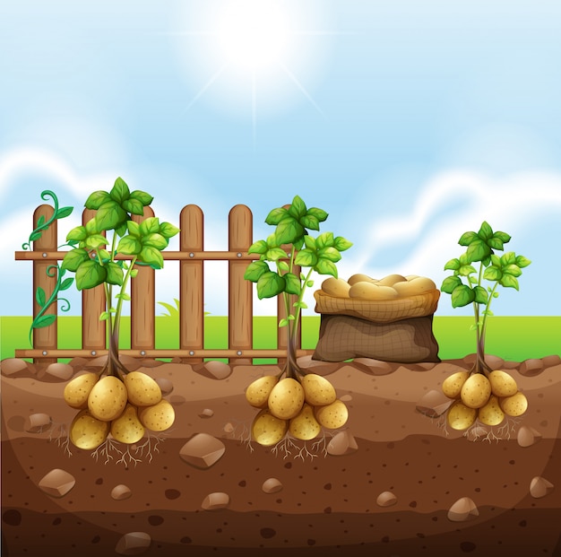 Vector set of potato crops