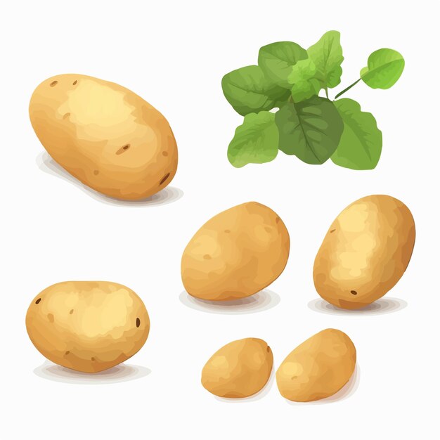 Vector set of potato vectors with a clean and crisp design for professional applications