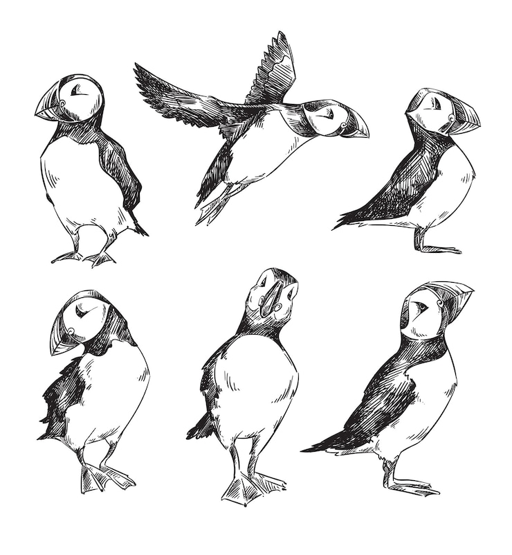 Vector set of puffins drawings, vector sketch isolated on white