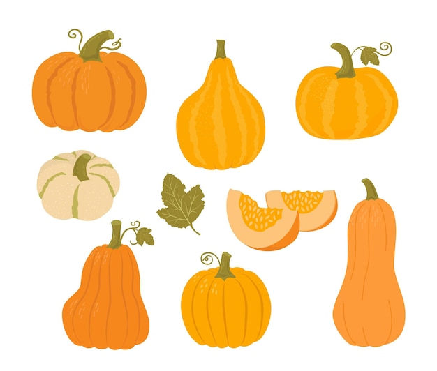 Vector set of pumpkin of different shapes and colors autumn vegetables vector illustrations healthy food thanksgiving design farmers market