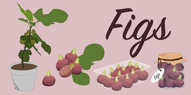 Set of purple figs