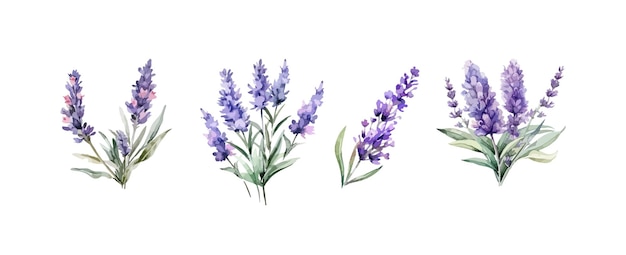 Set of purple lavender flowers watercolor isolated on white background Vector illustration