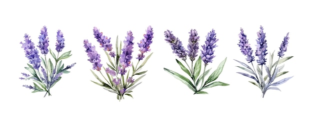 Set of purple lavender flowers watercolor isolated on white background Vector illustration