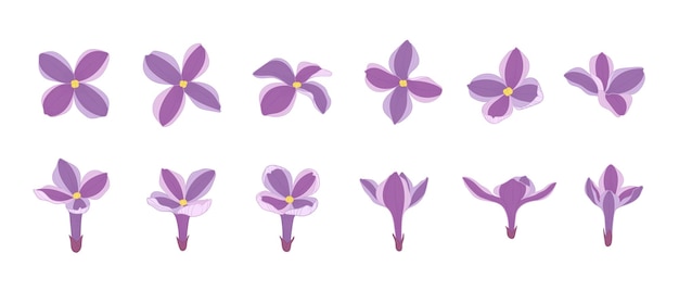 Vector set of purple lilac blooming flowers illustration