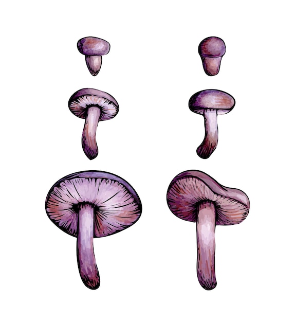 Set of purple mushrooms. Watercolor lilac mushroom with black outline.