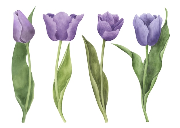 A set of purple tulips with green leaves.