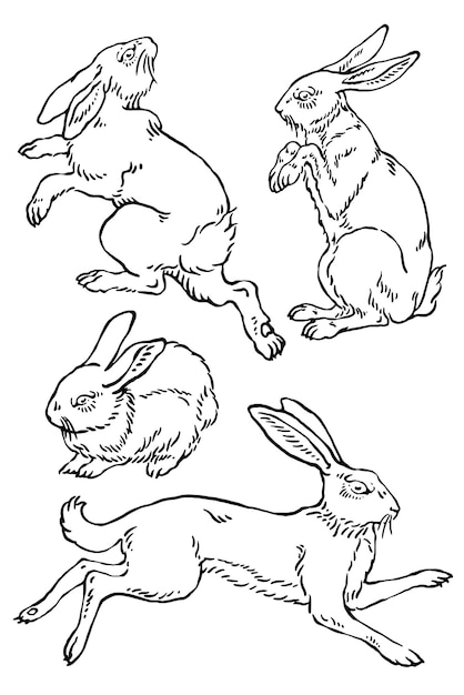 Vector set of rabbits illustrations easter bunny