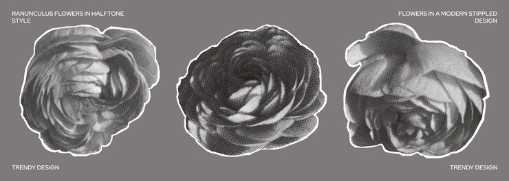 Vector set of ranunculus flowers in halftone style flower heads in different positions flowers and nature