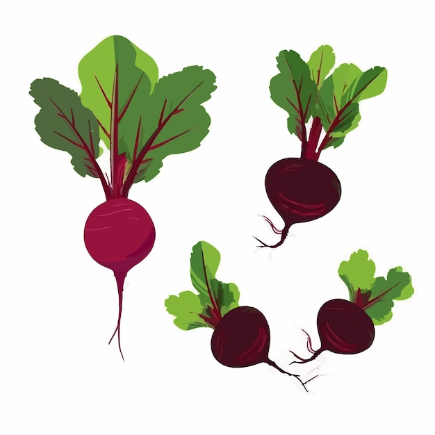 Set of realistic 3D vector beets