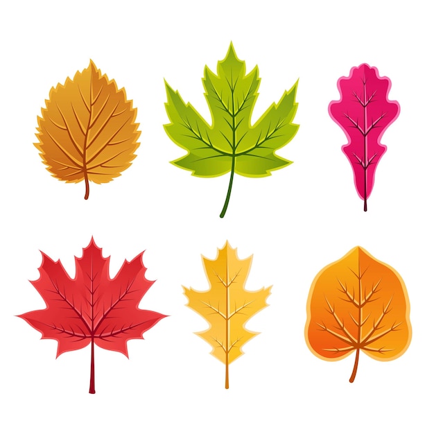 Set of realistic autumn leaves vector