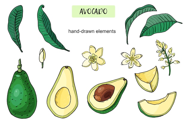 Set, di, realistico, avocado., estate, cibo tropicale, per, sano, lifestyle., cartone animato, intero, frutta, metà, foglia, flower., mano, disegnato, illustration., naturale, organico, verdura. schizzo su sfondo bianco.