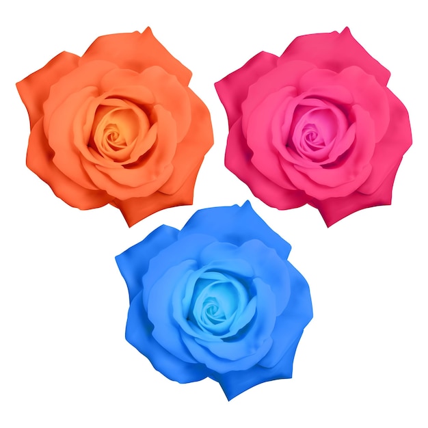 Set of realistic colorful roses