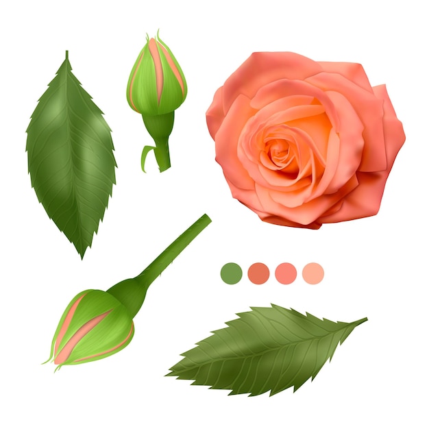 Set of realistic colorful roses