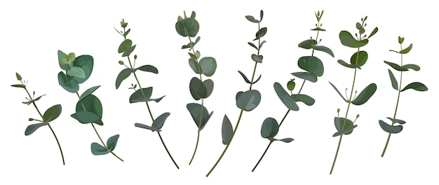 Set of realistic eucalyptus twigs