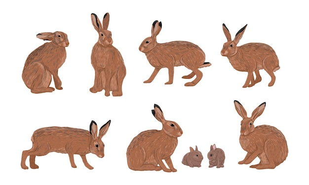 Vector set of realistic european hare or brown hare adult lepus europaeus hares and their young vector