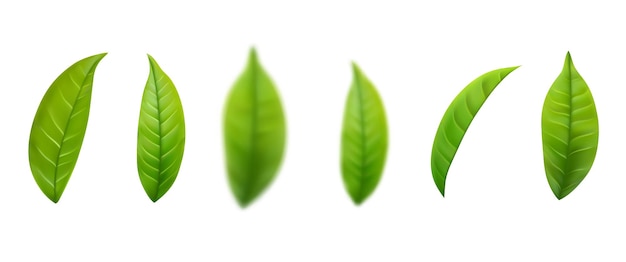 Set of realistic green tea leaves