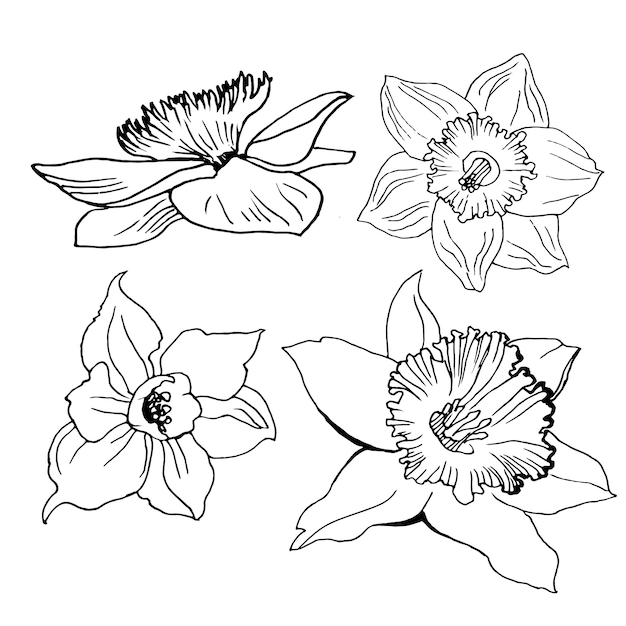 Set di schizzi di contorni disegnati a mano realistici di fiori narcisi, narcisi isolati su bianco