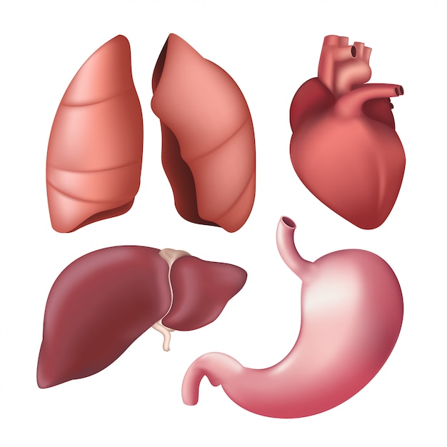 Insieme di organi interni umani realistici - polmoni, fegato, cuore, stomaco. illustrazione di diverse parti del corpo anatomiche isolate su sfondo bianco