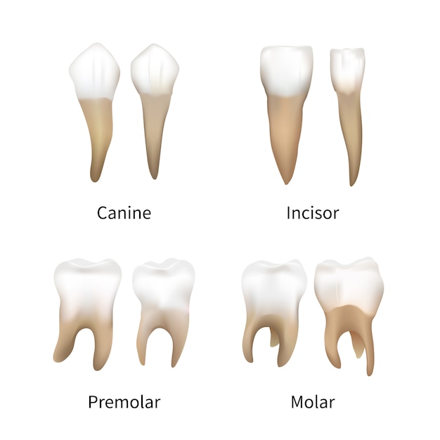 Set of realistic human teeth types on white