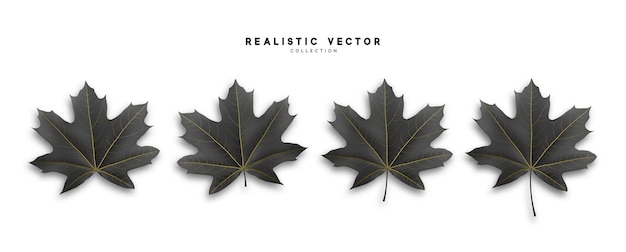 Set of realistic maple leaves. vector illustration