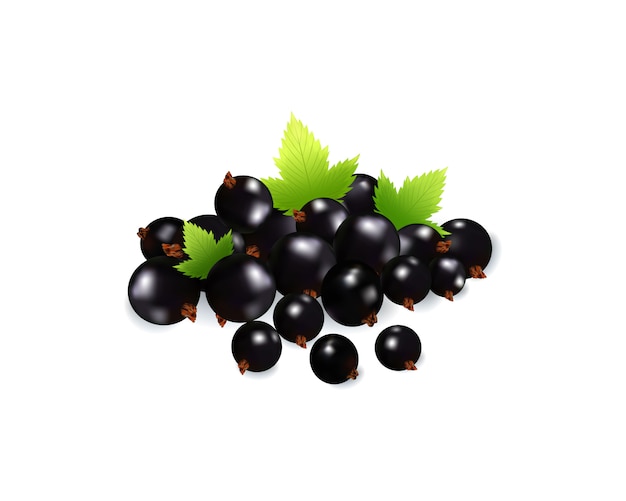 Vector set of realistic ripe berryes on a white background.