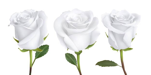 set of Realistic rose design isolated on white