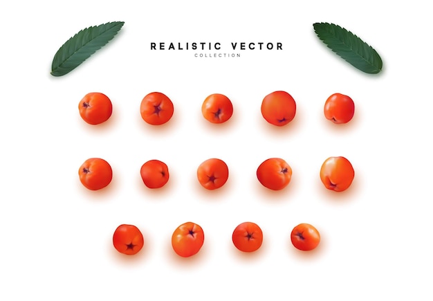 Набор реалистичных ягод рябины, боярышника, калины. векторная иллюстрация