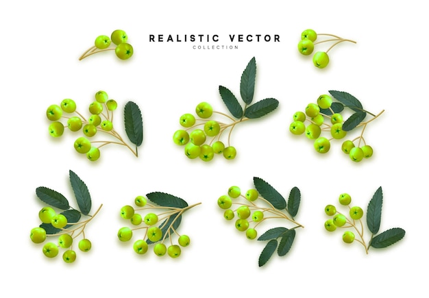 Set of realistic rowan berries, hawthorn, viburnum. vector illustration