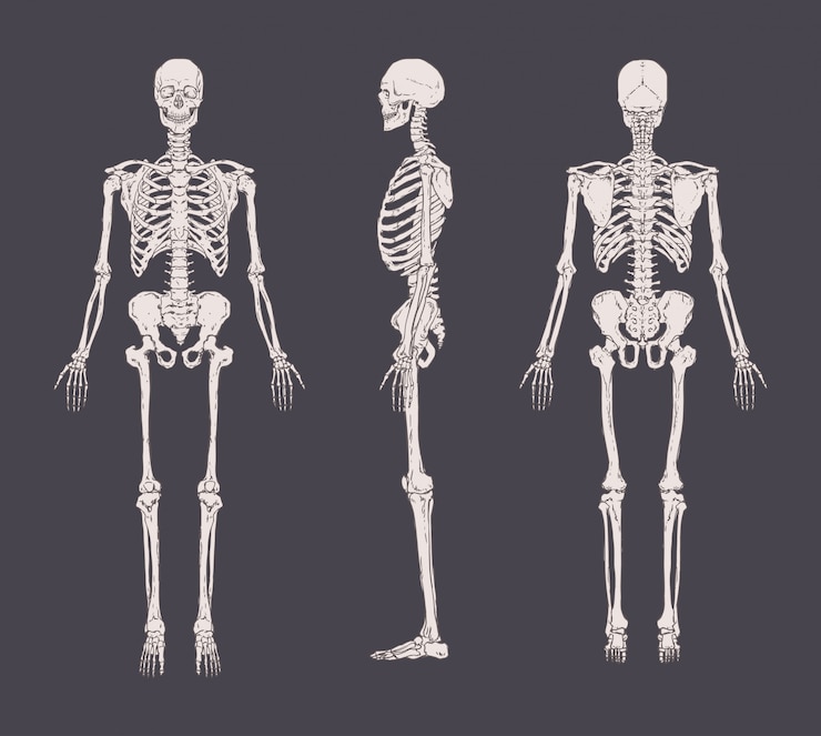 Vector set of realistic skeletons isolated. anterior, lateral and posterior view. concept of anatomy of human skeletal system.