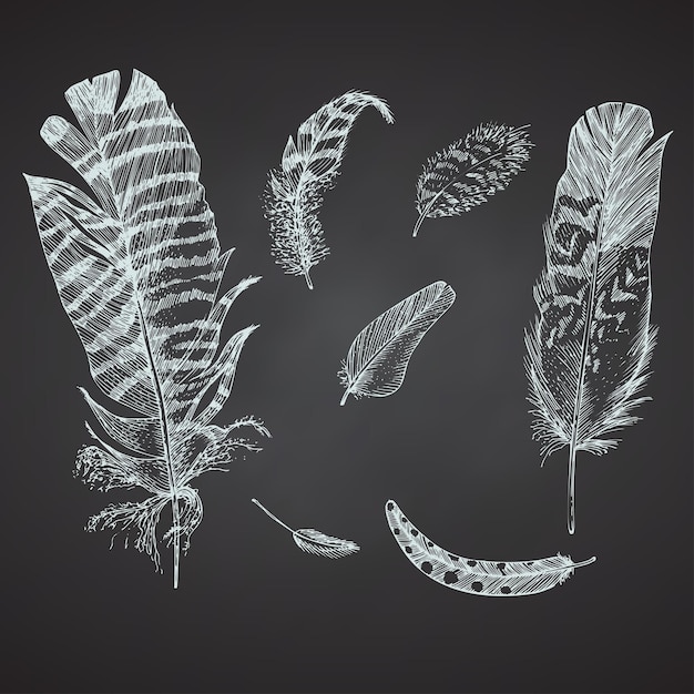 Set Realistic sketch of bird feather on chalkboard background Detailed ink Line pen Clip Art Black and White Boho Clipart Hand Drawn engraving style plume Vintage Vector Illustration