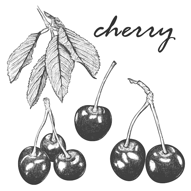 Vector set of realistic sketches of cherries and leaves