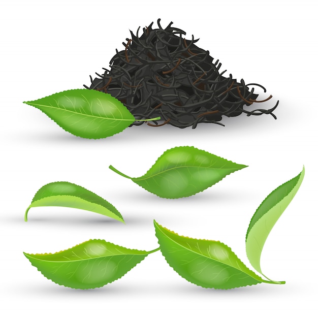 Insieme delle foglie di tè realistiche con fogliame verde e secco fresco sull'illustrazione bianca del fondo. pila di tè nero secco