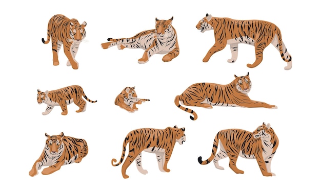 Set of realistic tiger and cubs in different poses The tiger stands lies goes hunts