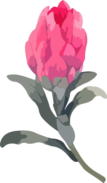 Set realistic vector illustration of protea flowers Tropical king flower protea in bloom