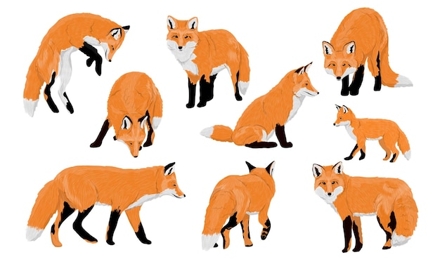 Vector set of red foxes vulpes vulpes common foxes and their cubs walk sit stand and hunt