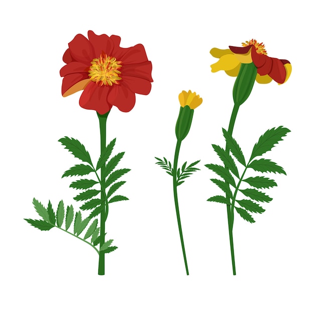 Set of red Marigold flowers isolated on white background Vector illustration