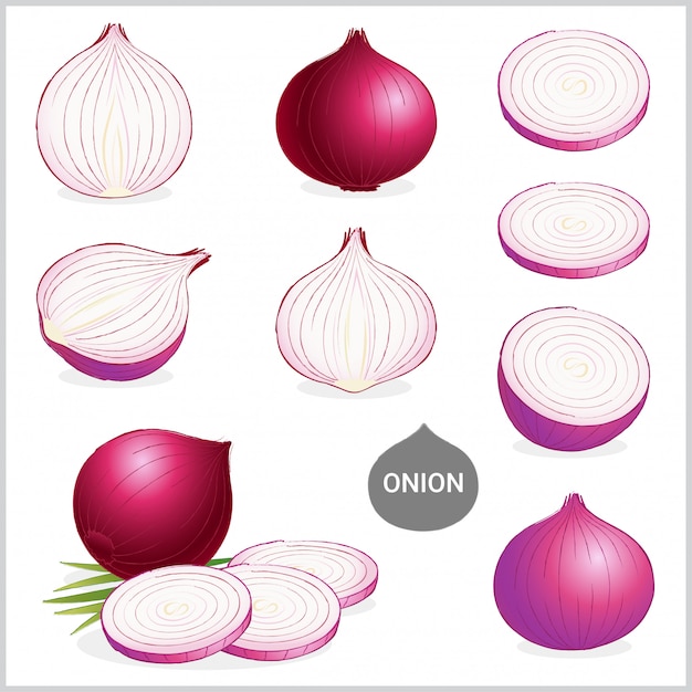 Vector set of red or purple onion illustration