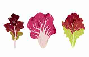 Vector set of red salad leaves radicchio lolo rosso red coral lettuce leaves