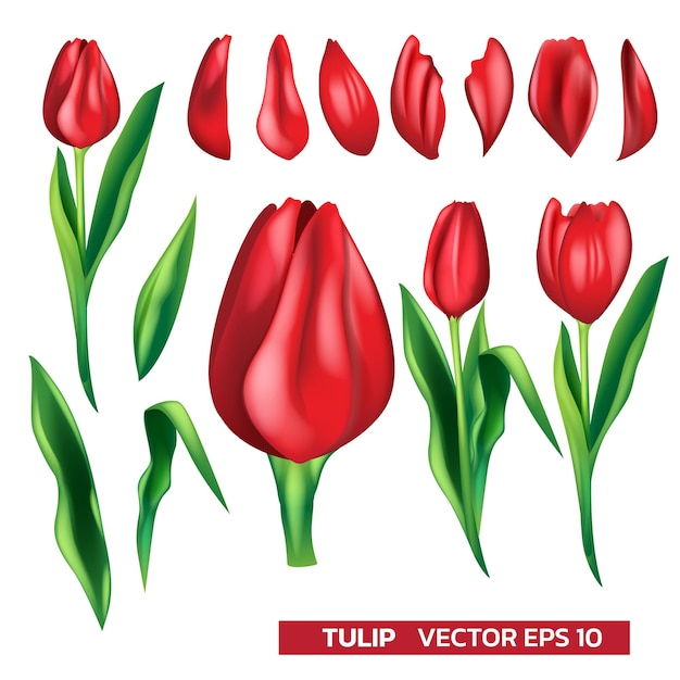Набор частей красного тюльпана с листом для векторной иллюстрации украшения баннера фестиваля на белом